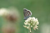icarusblauwtje (polymmatus icarus)